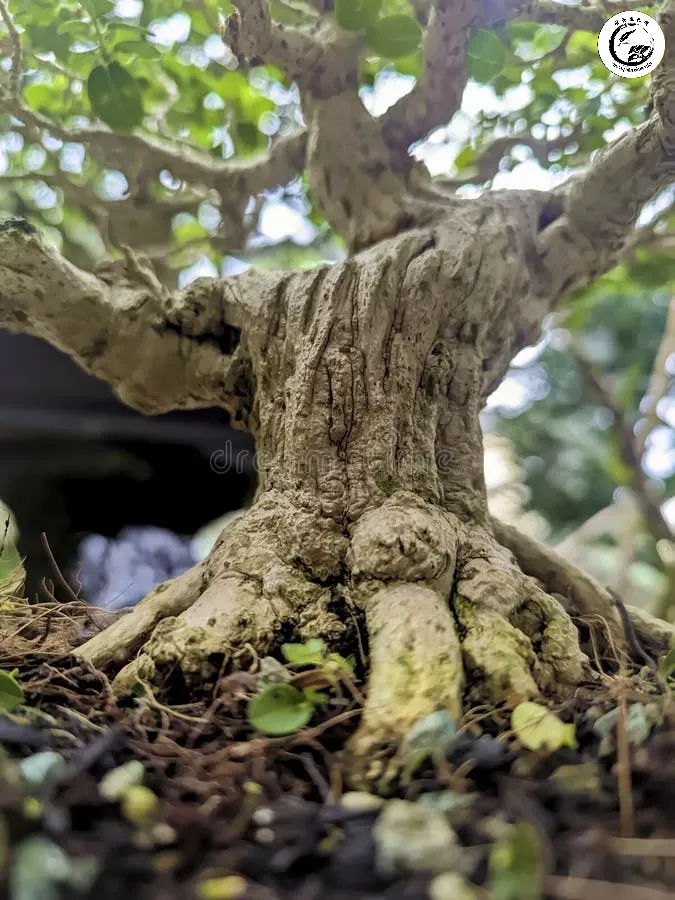 Kỹ thuật tạo chiều sâu giúp làm nổi bật cấu trúc thân và cành của cây bonsai