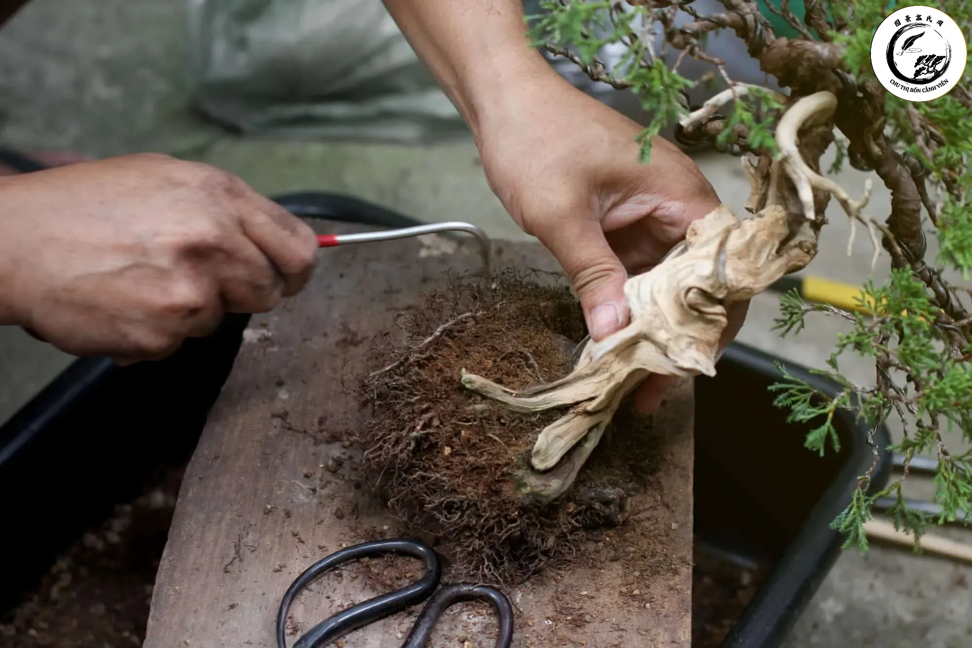 shutterstock_1489322804 Kỹ thuật thay đất bonsai đòi hỏi sự khéo léo để bảo vệ hệ rễ tơ mong manh