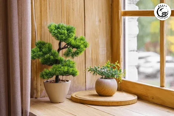 Không gian sống trở nên tinh tế hơn nhờ nghệ thuật trang trí bệ cửa sổ bằng bonsai mini