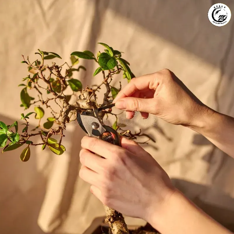 Chăm sóc bonsai mini là liệu pháp tinh thần giúp giải tỏa căng thẳng hiệu quả sau giờ làm việc