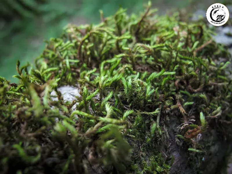 sphagnum-moss-peat-forest-close-up-texture-background-green-grows-bark-old-tree-blurred-189494952 Cấu trúc sợi dớn trắng dài và xốp giúp lưu trữ nước và kháng khuẩn tự nhiên