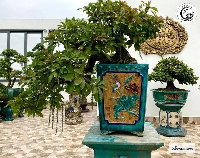 Sự kết hợp hoàn mỹ giữa nghệ thuật Bonsai dáng huyền và chậu gốm cao tạo nên vẻ đẹp thác đổ đầy ấn tượng