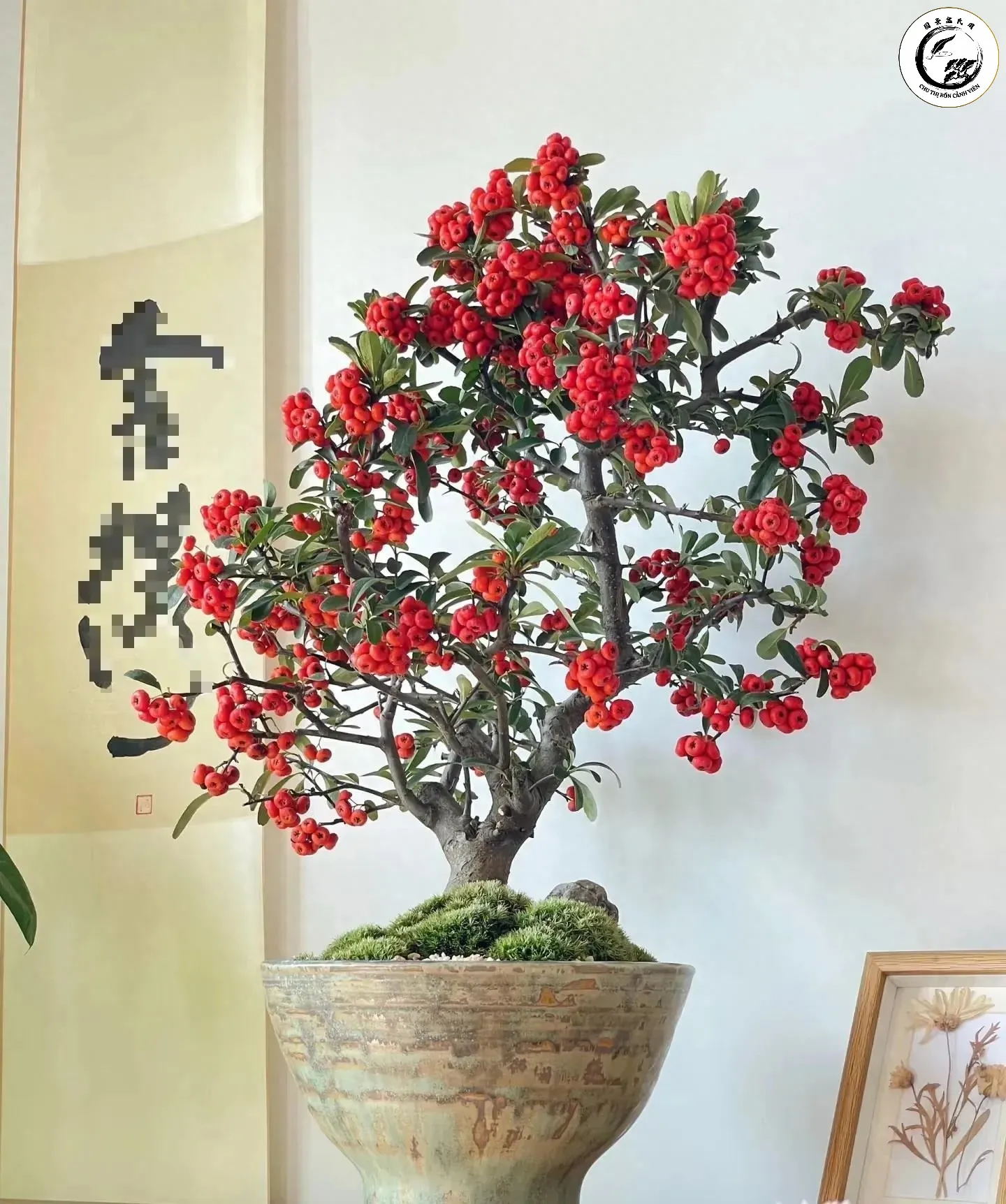 Vị trí đặt cây phú quý chuẩn phong thủy giúp luân chuyển vượng khí cho toàn bộ ngôi nhà