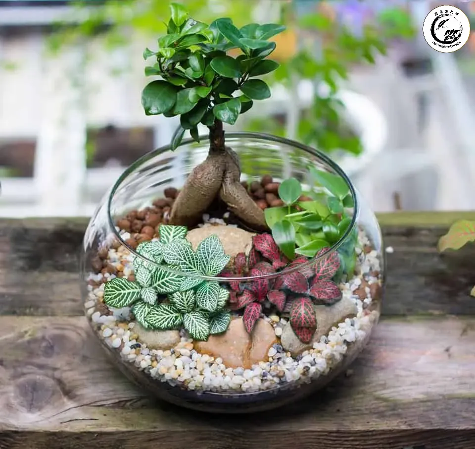 Bonsai Cần Thăng đặt bàn làm việc tạo nên không gian xanh sang trọng và thư thái