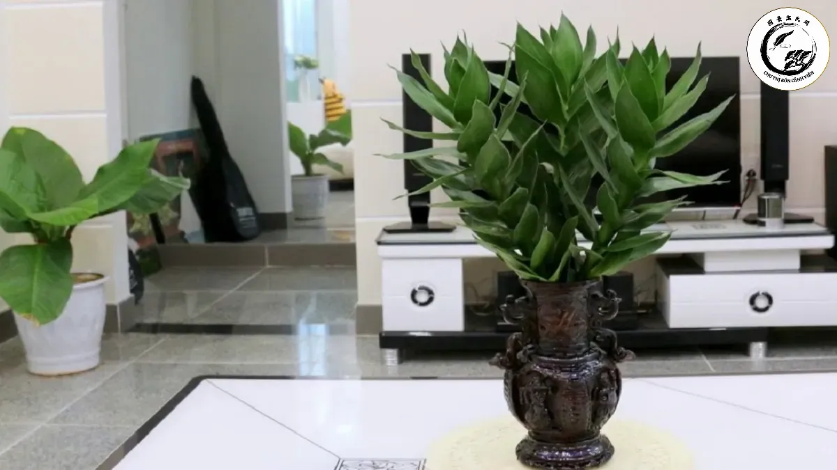 Lựa chọn chậu phù hợp giúp cây phát tài búp sen bonsai phát huy tối đa giá trị phong thủy