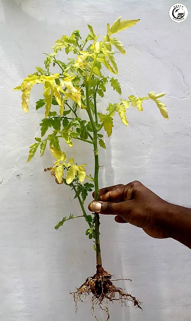 tomato_root20knot-foliar20sym Cây trồng bị còi cọc và vàng lá do sự tấn công của tuyến trùng dưới bộ rễ