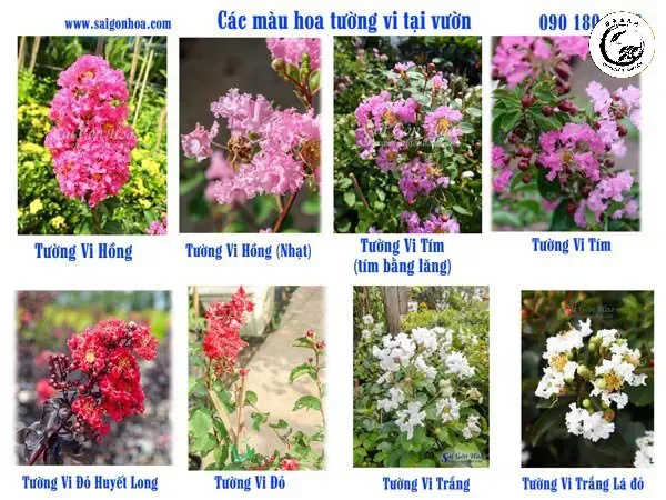 tong-hop-cac-loai-tuong-vi Sự đa dạng về màu sắc của các giống Tường Vi phù hợp làm bonsai