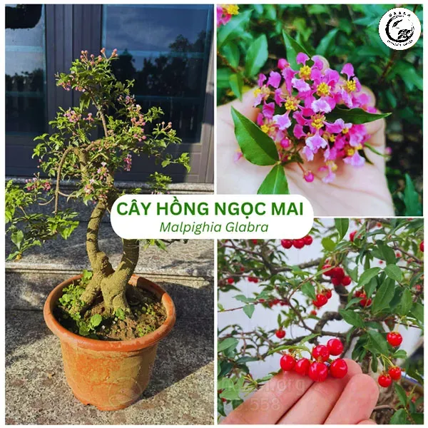 Cây Hồng Ngọc Mai bonsai quả đỏ mọng khoe sắc rực rỡ trong không gian sân vườn