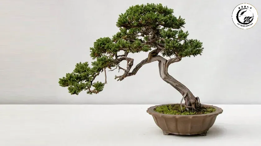 Điều chỉnh liều lượng phân trùn quế phù hợp với từng kích thước và dáng thế của cây