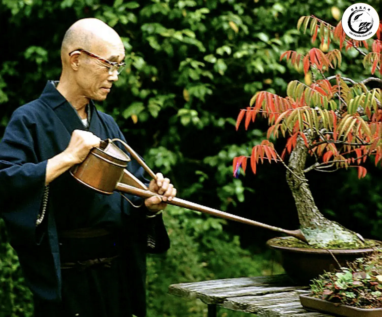 toshiji Tưới nước đúng cách là yếu tố tiên quyết để bách diệp bonsai phát triển bền vững