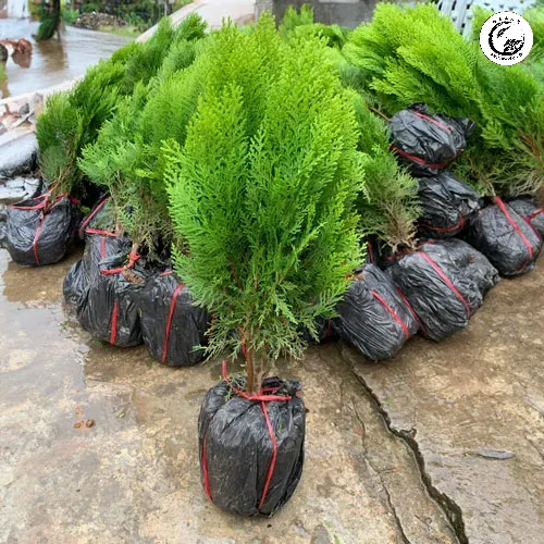 trac-bach-diep-dep Tưới nước đúng cách là yếu tố then chốt giúp cây trắc bách diệp duy trì sức sống