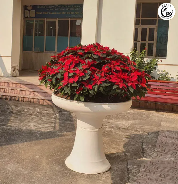 Trạng nguyên bonsai đỏ rực đón Xuân là lựa chọn hoàn hảo để trang trí không gian ngày Tết