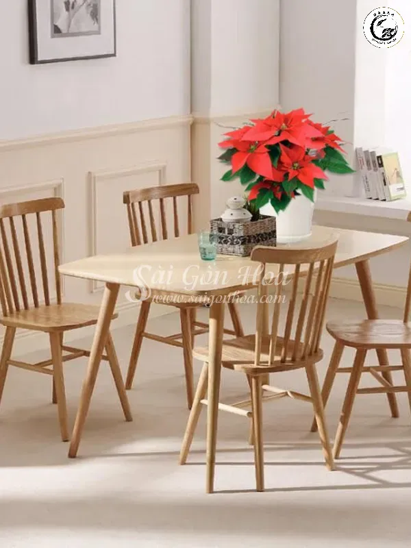 Vị trí đặt cây đúng phong thủy giúp gia chủ hanh thông đường công danh sự nghiệp