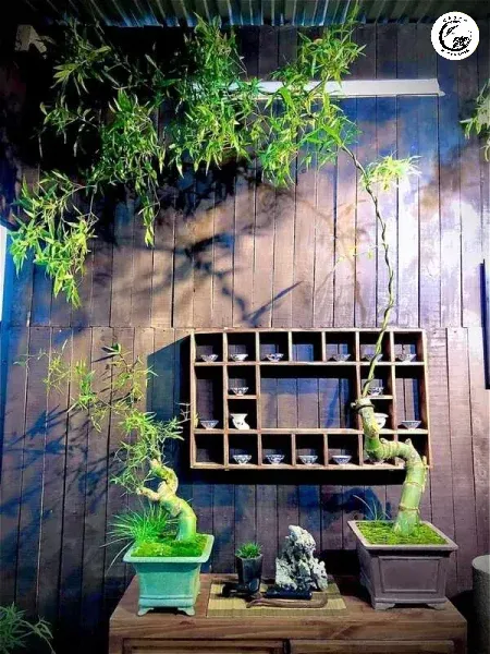 Bonsai dáng bay tạo điểm nhấn nghệ thuật thanh tao cho không gian sống
