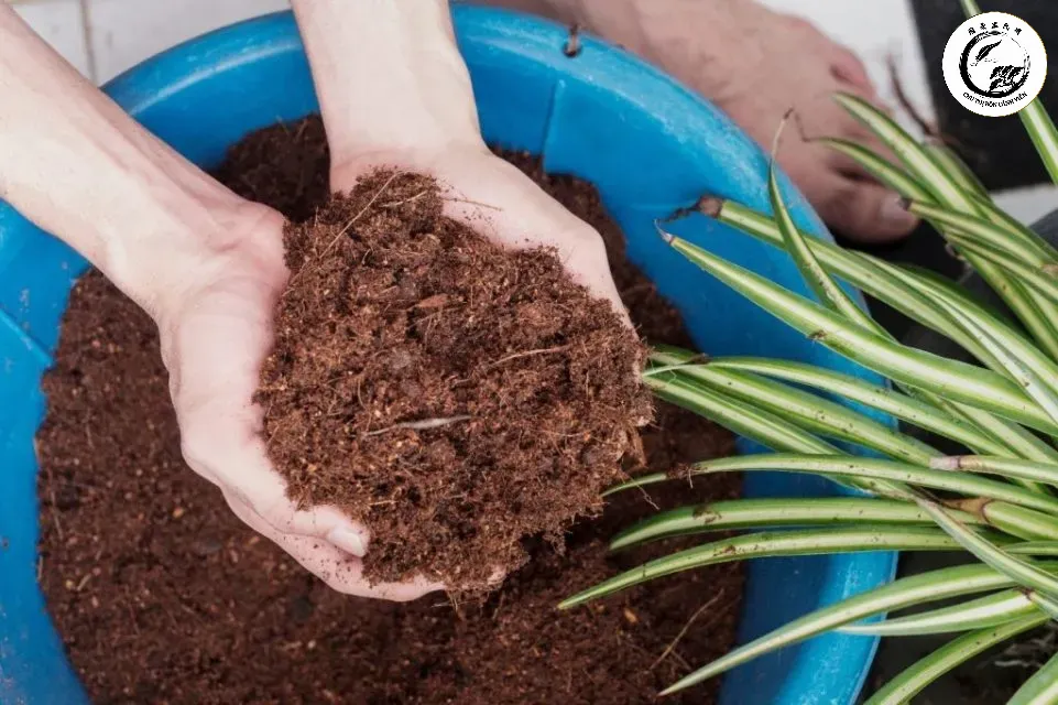 Sự kết hợp giữa xơ dừa đất và vật liệu phụ trợ tạo nên giá thể hoàn hảo