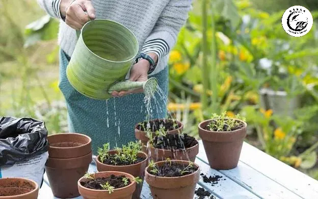 trong-cay-xong-co-nen-tuoi-nuoc-ngay-khong Kỹ thuật tưới nước vào gốc giúp bảo vệ bộ lá và tối ưu hóa lượng nước hấp thụ