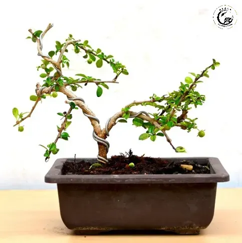 Vẻ đẹp tinh tế và đầy sức sống của một tác phẩm cây cùm cụm bonsai hoang dã lá rí
