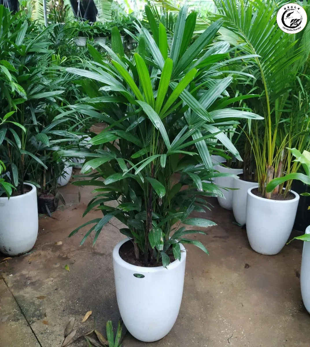truc-may-2-up-1 Cấu trúc lá xẻ thùy độc đáo giúp trúc mây bẫy bụi mịn hiệu quả trong không khí