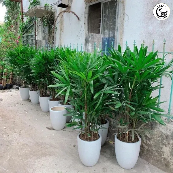 truc-may-8 Cây trúc mây là giải pháp xanh lý tưởng cho những phòng khách có diện tích hạn chế