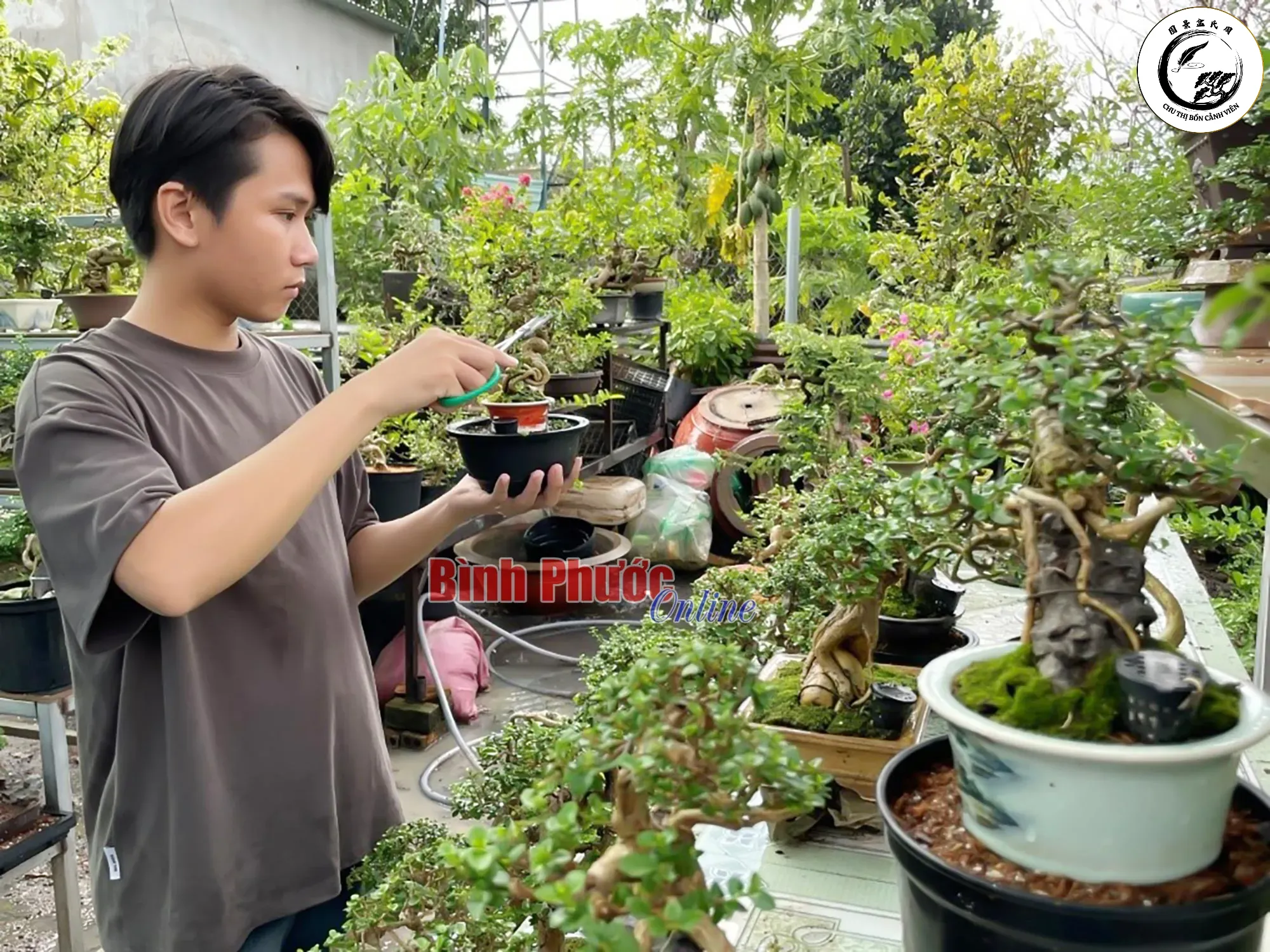 tttt_4_hhhhhhh_21383019092023 Hương Thảo bonsai là giải pháp xua muỗi an toàn tuyệt đối cho các gia đình có trẻ nhỏ