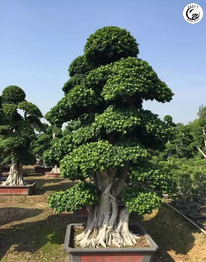 Tác phẩm Tùng La Hán bonsai hoàn thiện với bộ lá nhỏ gọn cân đối và thẩm mỹ
