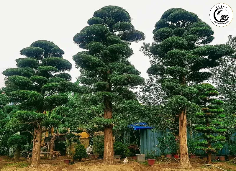 tung-la-han-dang-truc Cây tùng la hán con phát triển khỏe mạnh sau 3 tháng chăm sóc đúng quy trình