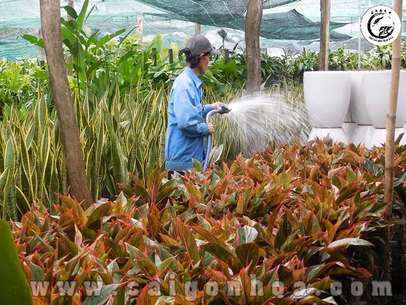 Chăm sóc tỉ mỉ giúp cây phú quý luôn tràn đầy sức sống và phát huy tối đa công năng phong thủy
