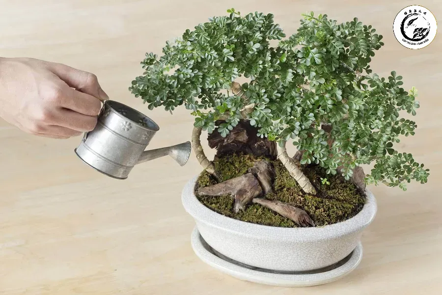 Tưới nước đúng liều lượng giúp cây trạng nguyên bonsai luôn khỏe mạnh