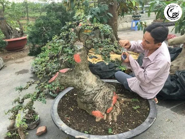 tuoi-nuoc-cho-cay-canh Kỹ thuật bón phân đúng cách giúp rễ bonsai hấp thụ tối đa dưỡng chất