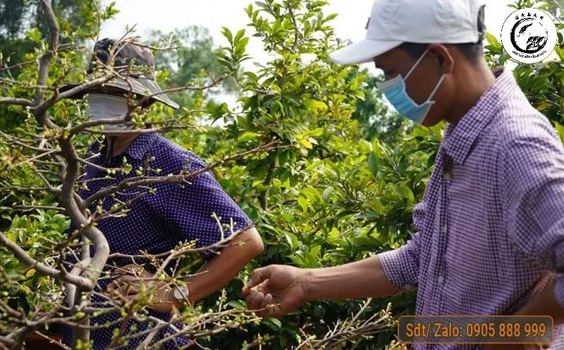 Công đoạn tuốt lá mai đòi hỏi sự tỉ mỉ để hoa nở rộ đúng dịp Tết Nguyên Đán