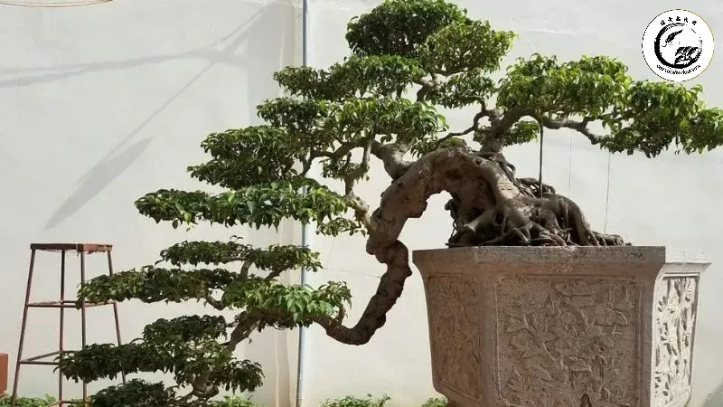 Vẻ đẹp kiêu sa và đầy sức sống của cây tùng sà uốn dáng thác đổ ôm chậu
