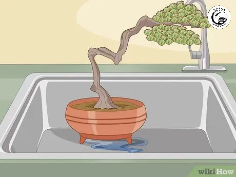 v4-460px-water-a-bonsai-tree-step-12 Xác định thời gian ngâm phù hợp là yếu tố then chốt trong quy trình tưới ngược