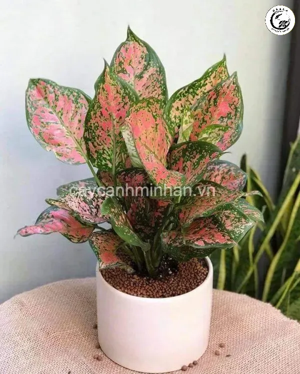 Cây vạn lộc bonsai với bộ gốc vững chãi và màu lá đỏ rực rỡ mang lại tài lộc