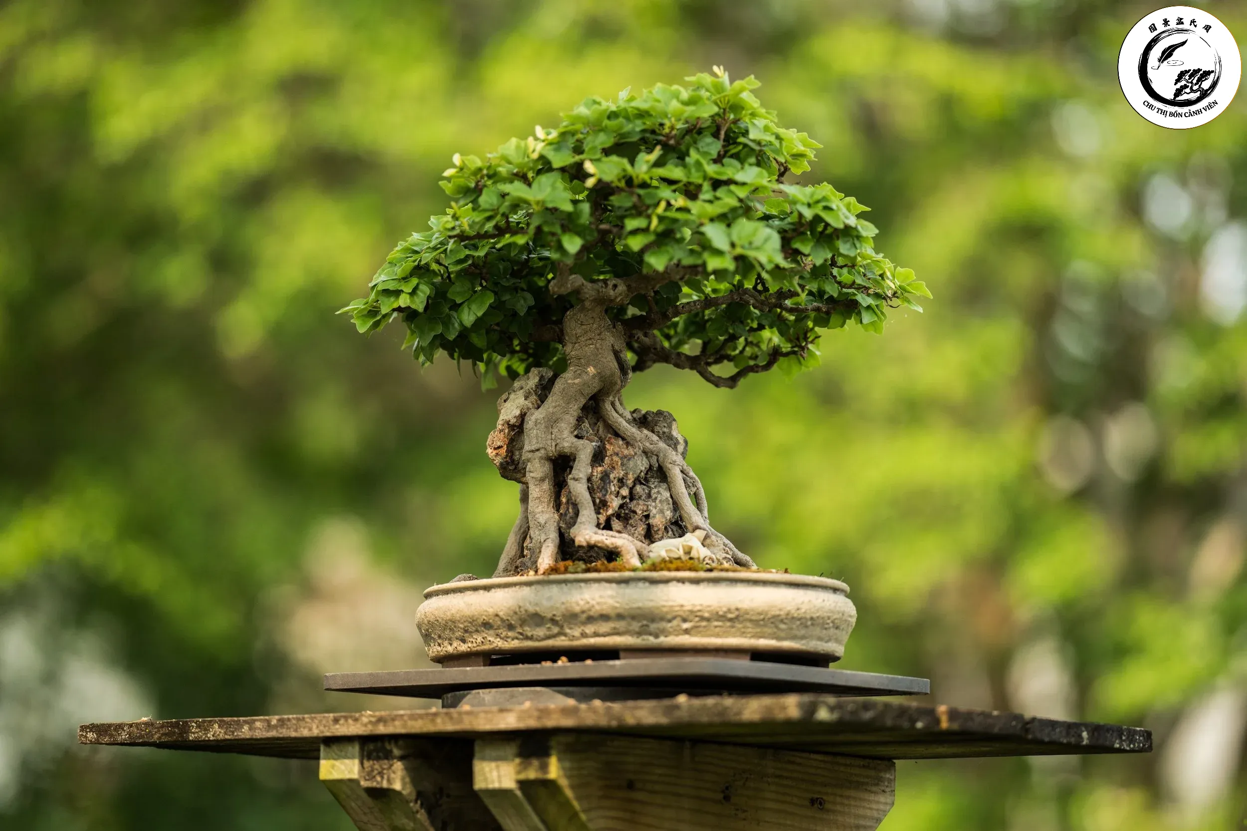 Một tác phẩm bonsai mini hoàn thiện với bộ lá được thu nhỏ tinh tế tạo sự cân đối tuyệt vời