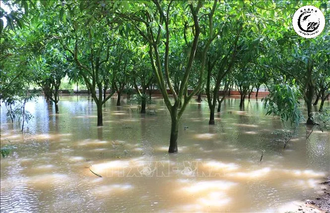 Tình trạng ngập úng kéo dài trong mùa mưa bão là tác nhân chính gây ra các bệnh về nấm rễ