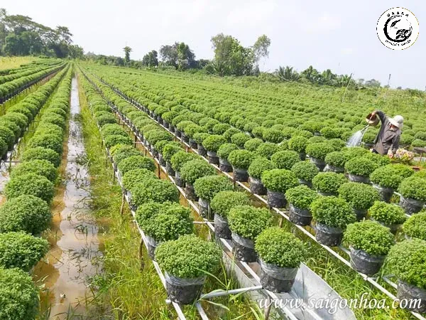Tưới phun sương giúp duy trì độ ẩm cho tán lá dày đặc của cây si dáng chổi
