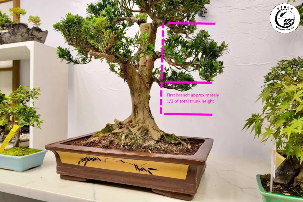 what-is-golden-ratio-side-on-img Kỹ thuật cắt giật chi cành chuẩn tỷ lệ vàng tạo nên độ côn và vẻ đẹp tự nhiên cho cây cảnh