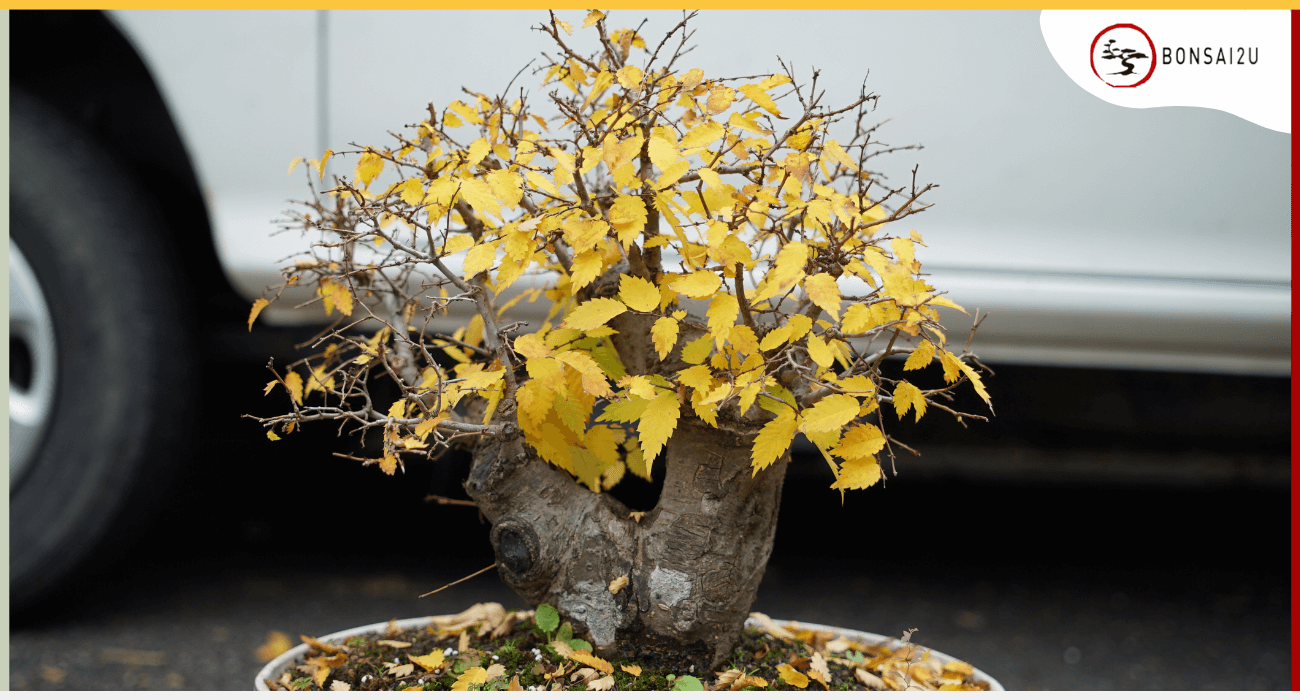 why-are-my-bonsai-tree-leaves-turning-yellow-1-1 Lá vàng úa và đất khô kiệt là những dấu hiệu điển hình khi cây bị sốc nhiệt trên nóc tủ lạnh