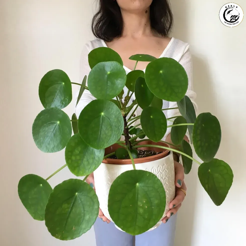 wikicare-huong-dan-cham-soc-pilea-peperomioides-11 Chăm sóc tỉ mỉ giúp cây luôn xanh tốt và duy trì vượng khí cho chủ nhân