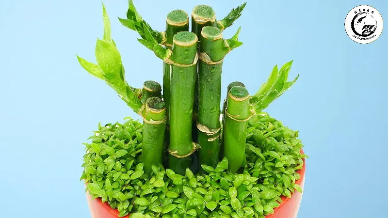 y-nghia-va-cach-bay-tri-cay-truc-phat-tai-dem-ve-nhieu-tai-loc-may-man-202107282027051335 Sự vươn lên mạnh mẽ của Trúc Phát Tài tượng trưng cho sự thăng tiến không ngừng trong năm 2026
