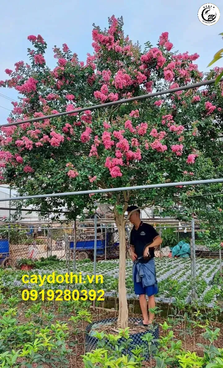 z4451471129159_744f55837221f469e2af83a841af82e5 Sự kết hợp hoàn hảo giữa kỹ thuật chăm sóc và ánh sáng giúp cây ra hoa rực rỡ
