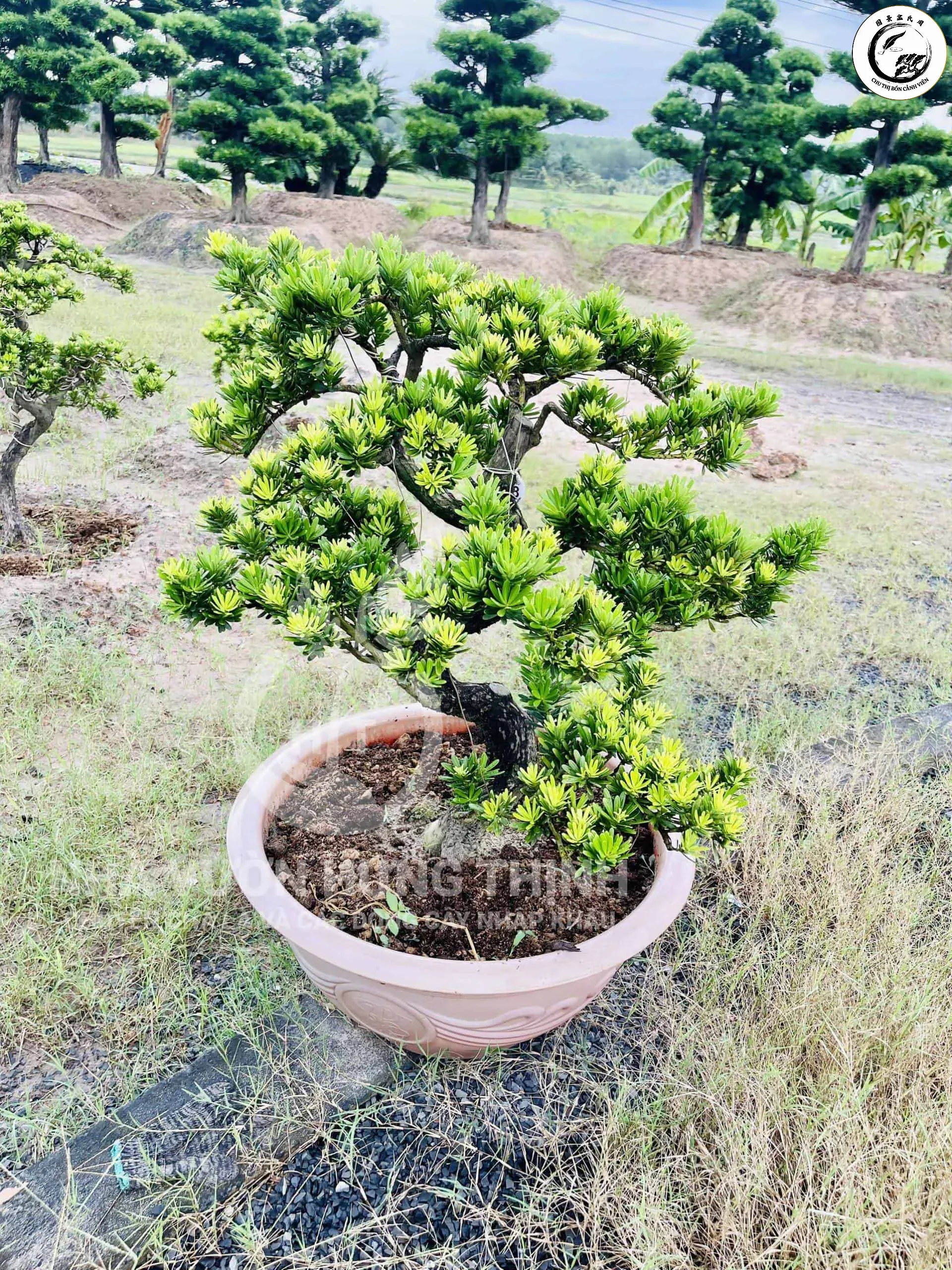 Sự tương phản tuyệt đẹp giữa phần gỗ chết màu trắng và tán lá xanh mướt sau khi cây phục hồi