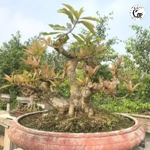 Lựa chọn chậu và đôn cao giúp tôn vinh trọn vẹn vẻ đẹp của hoa rủ