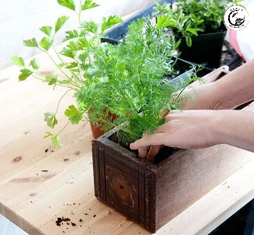 Kiểm tra độ ẩm đất là bước quan trọng để xác định thời điểm uốn cây an toàn