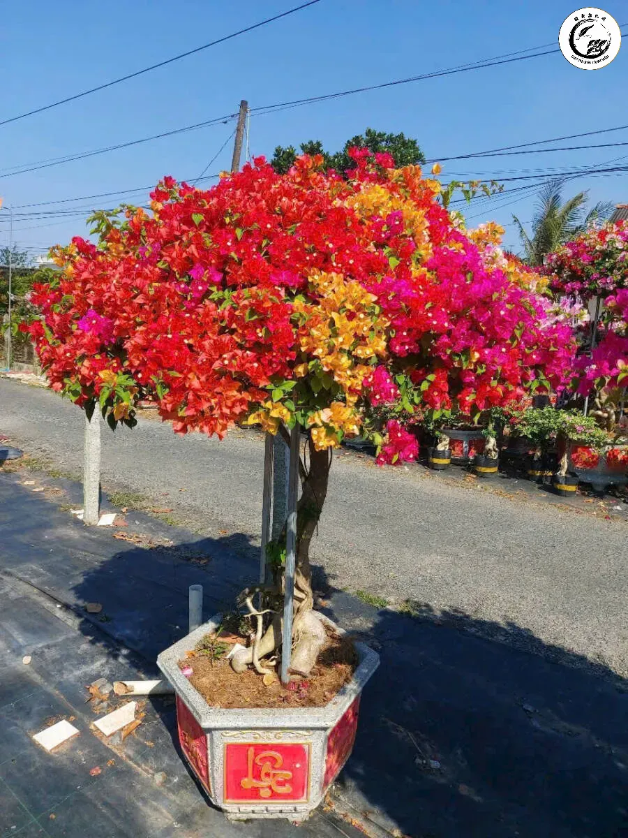 Vẻ đẹp rực rỡ và sang trọng của tác phẩm bonsai hoa giấy ngũ sắc ghép thân